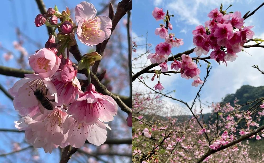 近日天氣晴朗讓花苞逐漸綻放。（圖／截自大熊櫻花林粉專）