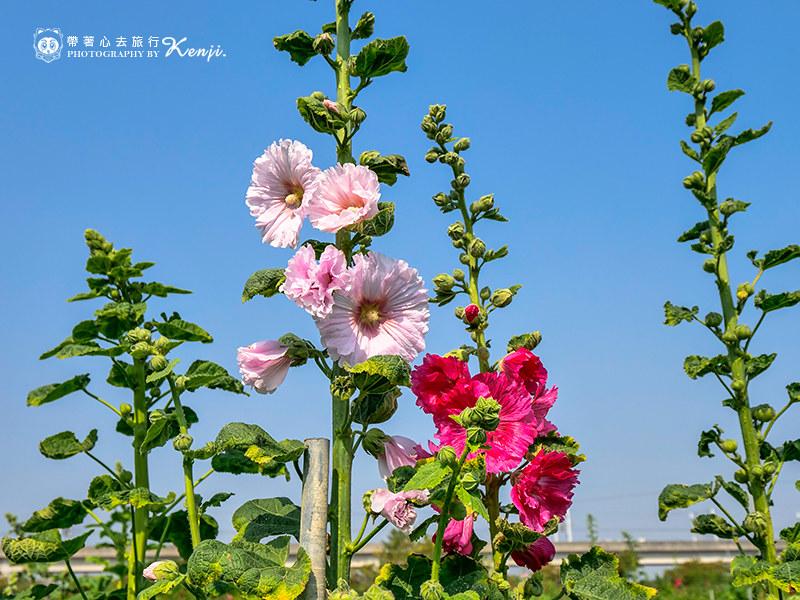 比人還要高大的蜀葵花陸續盛開。（圖／帶著心去旅行提供）