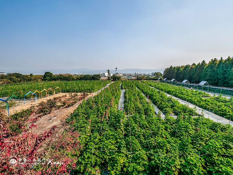 2021彰化蜀葵花節自1月中旬開跑，花期預計持續至4月中。（圖／帶著心去旅行提供）