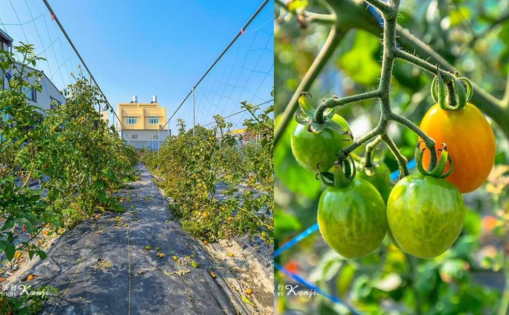 全新的小番茄園等成熟後會開放遊客進入採果、親近農園。（圖／帶著心去旅行提供）