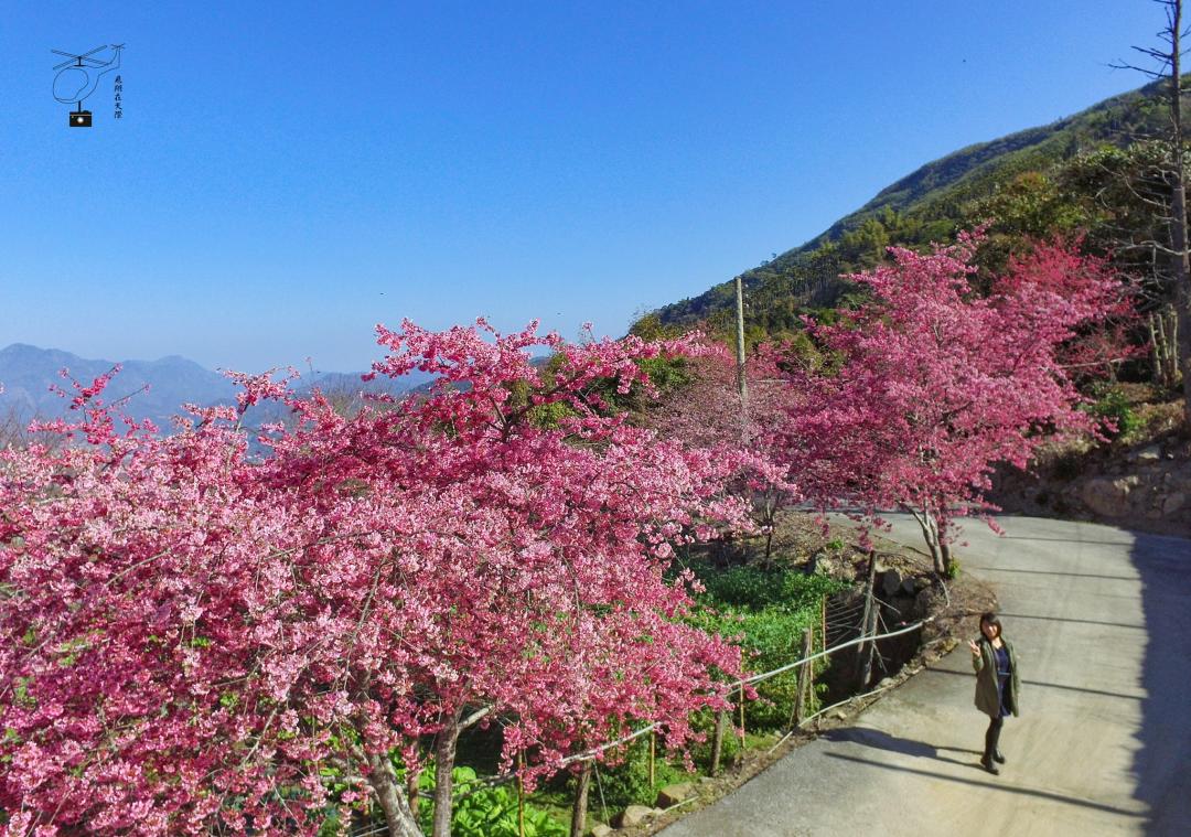 平緩的櫻花步道可舒適的賞花打卡。（圖／飛翔在天際提供）