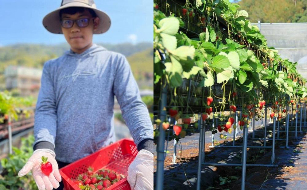 走春來這８家人氣草莓園！苗栗大湖盛產季「10公分巨無霸草莓」超Juicy