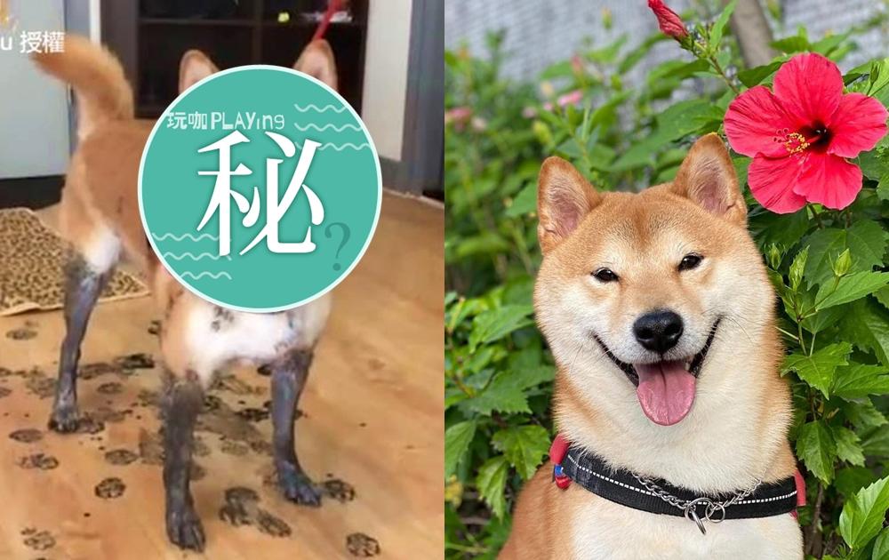 黃柴玩回家竟變「黑面柴」!主人崩潰:養到狐狸? 黃柴玩回家竟變「黑面柴」!主人崩潰:養到狐狸?