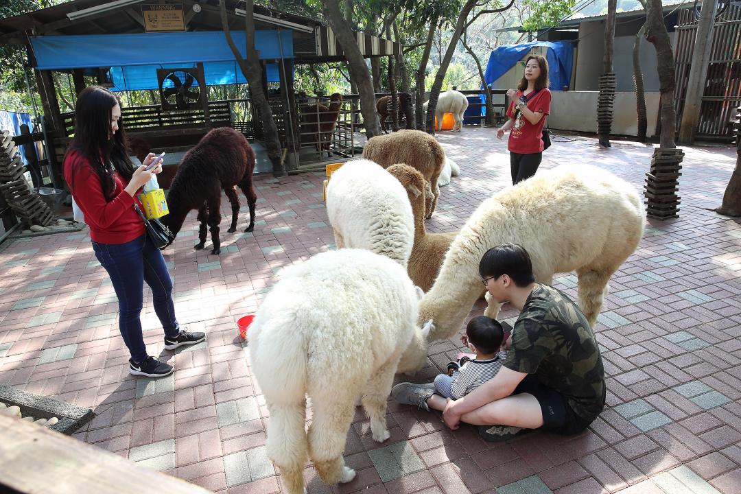 這裡的羊駝相當溫馴，就連大人小孩可以零距離接觸互動。（記者李惠洲攝）