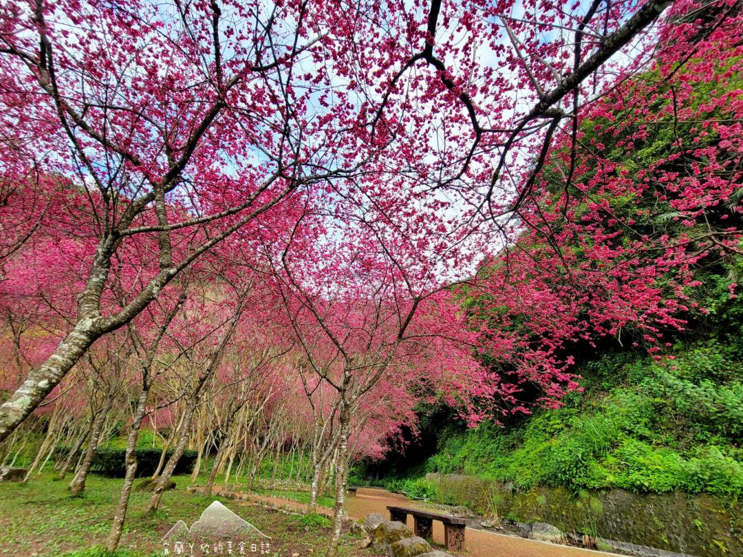 由下往上拍櫻花林，彷彿將天空都染成粉紅色。（圖／宜蘭ㄚ欣的美食日誌提供）