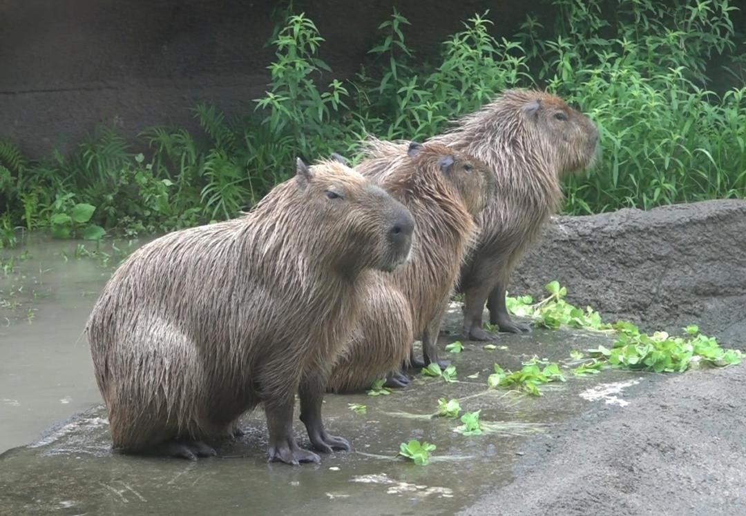 水豚寶寶「車車」和爸爸還有阿姨相處融洽。（圖／台北市立動物園提供）