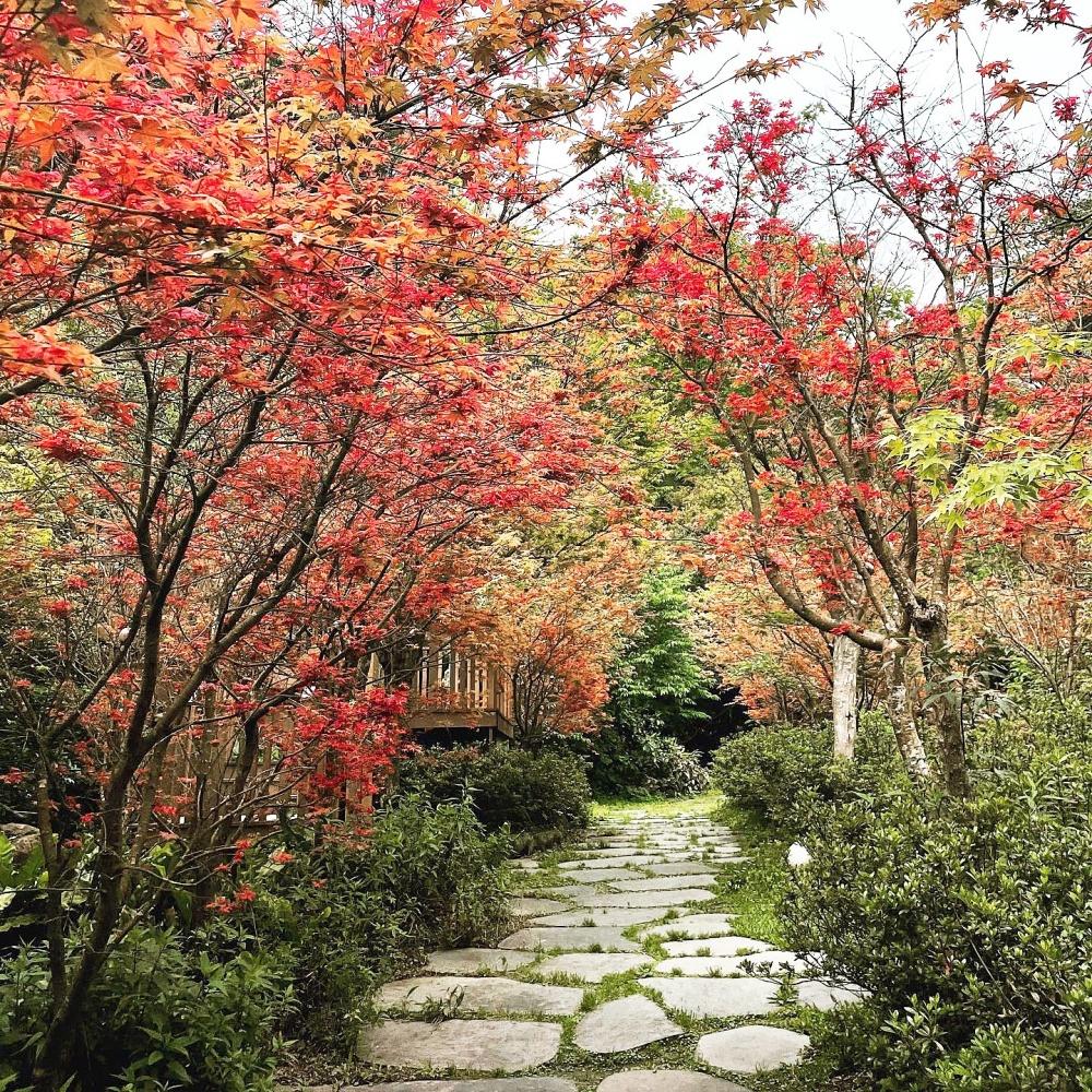 楓紅隧道現在正美，走在石板路上彷彿秒飛日本賞楓葉。（圖／福田園休閒農場提供）