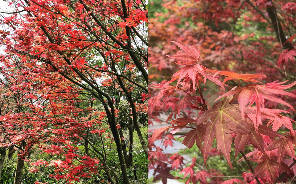 園區種植15年以上、上百棵的紅楓逐漸由紅轉綠。（圖／福田園休閒農場提供）