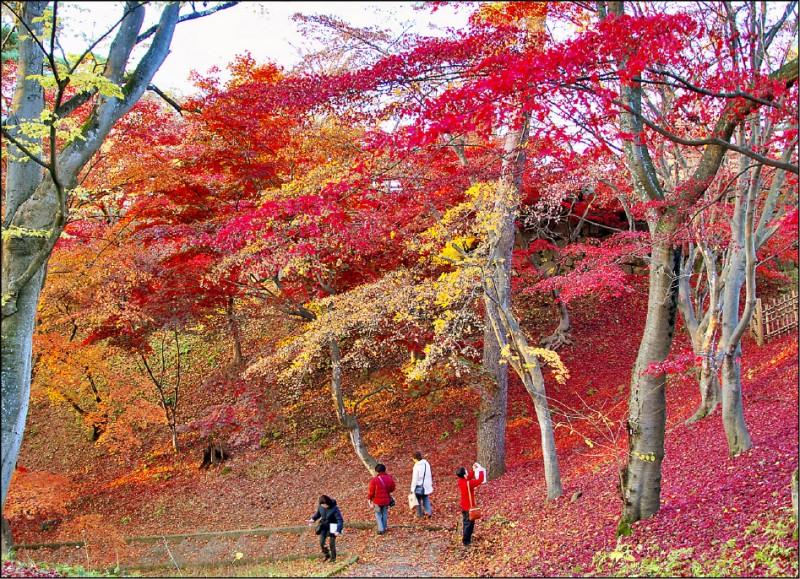 秋遊日本，紅豔秋楓是旅人喜愛的自然美景。