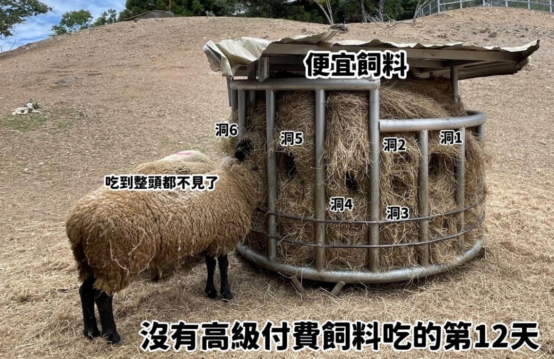 綿羊把頭塞進稻草的畫面，讓網友看了笑說：「原來綿羊界都是這樣防疫的」。（圖／翻攝自清境農場粉專）