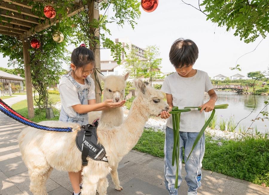 即日起入住宜蘭綠舞國際觀光飯店出示打滿三劑疫苗證明，依入住房型人數贈送萌寵餵食牧草。（圖／業者提供）