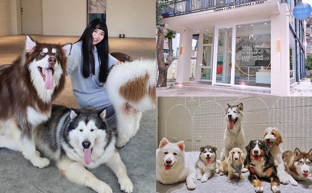 ８隻巨型狗狗當店長！台中網美級「寵物咖啡廳」雪橇犬、哈士奇熱情迎客