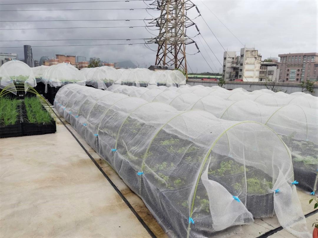 銀髮樂齡區採挑高式盆器，讓蔬菜採摘更便利。（圖／北市產業局提供）