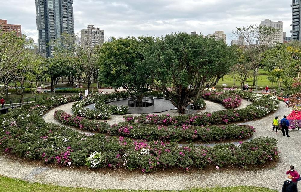 杜鵑花心心的平戶杜鵑陸續綻放。（圖／北市工務局提供）