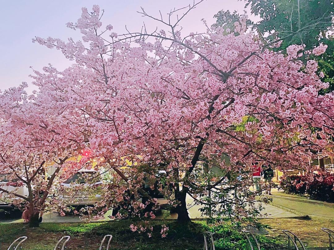 新店陽光公園可以欣賞壯觀的櫻花王盛開。（圖／新北市政府高灘處提供）