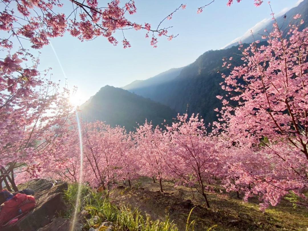 新竹超級秘境「粉紅櫻花谷」藏11年首度開放！上百棵富士櫻最美花期曝光