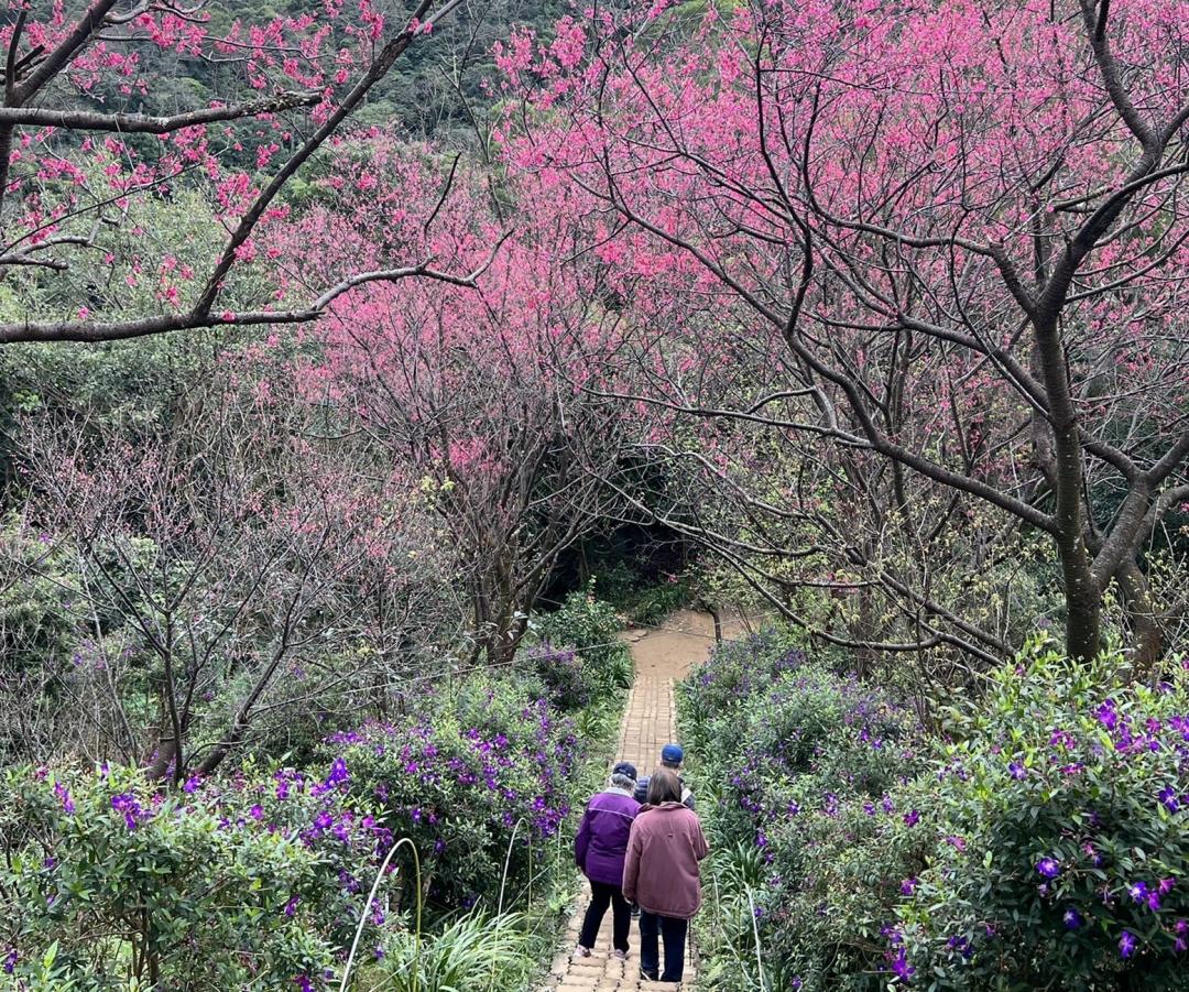 靠近山嶺頂峰的一段長101階的「櫻花隧道」，成為賞櫻新景點。（圖／翻攝自新北市土城區公所FB）