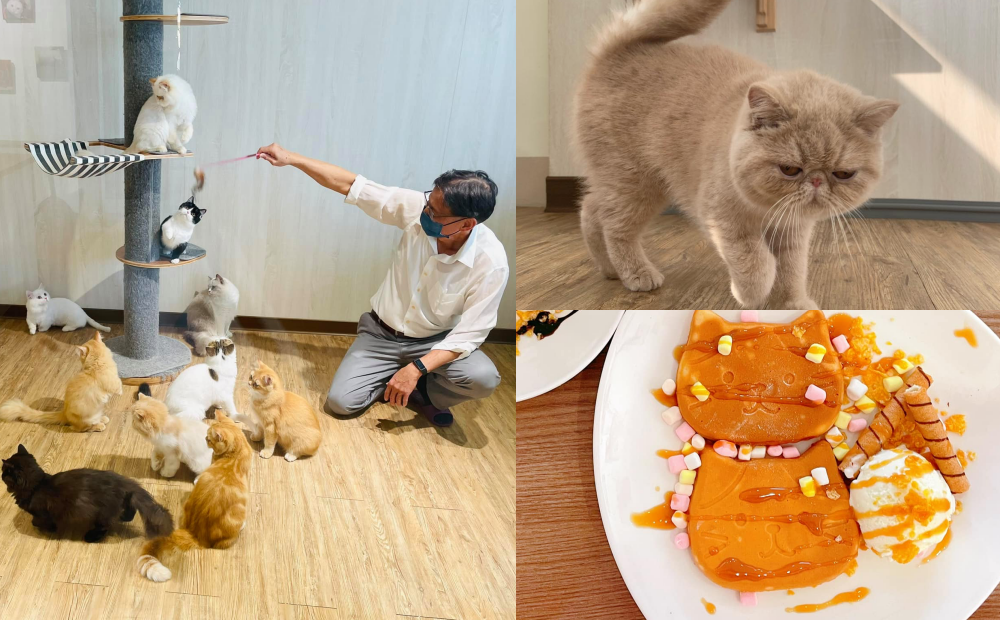 台南隱藏版「貓咪天堂」30隻萌寵陪用餐！百元吃到飽、不限時擼貓玩整天
