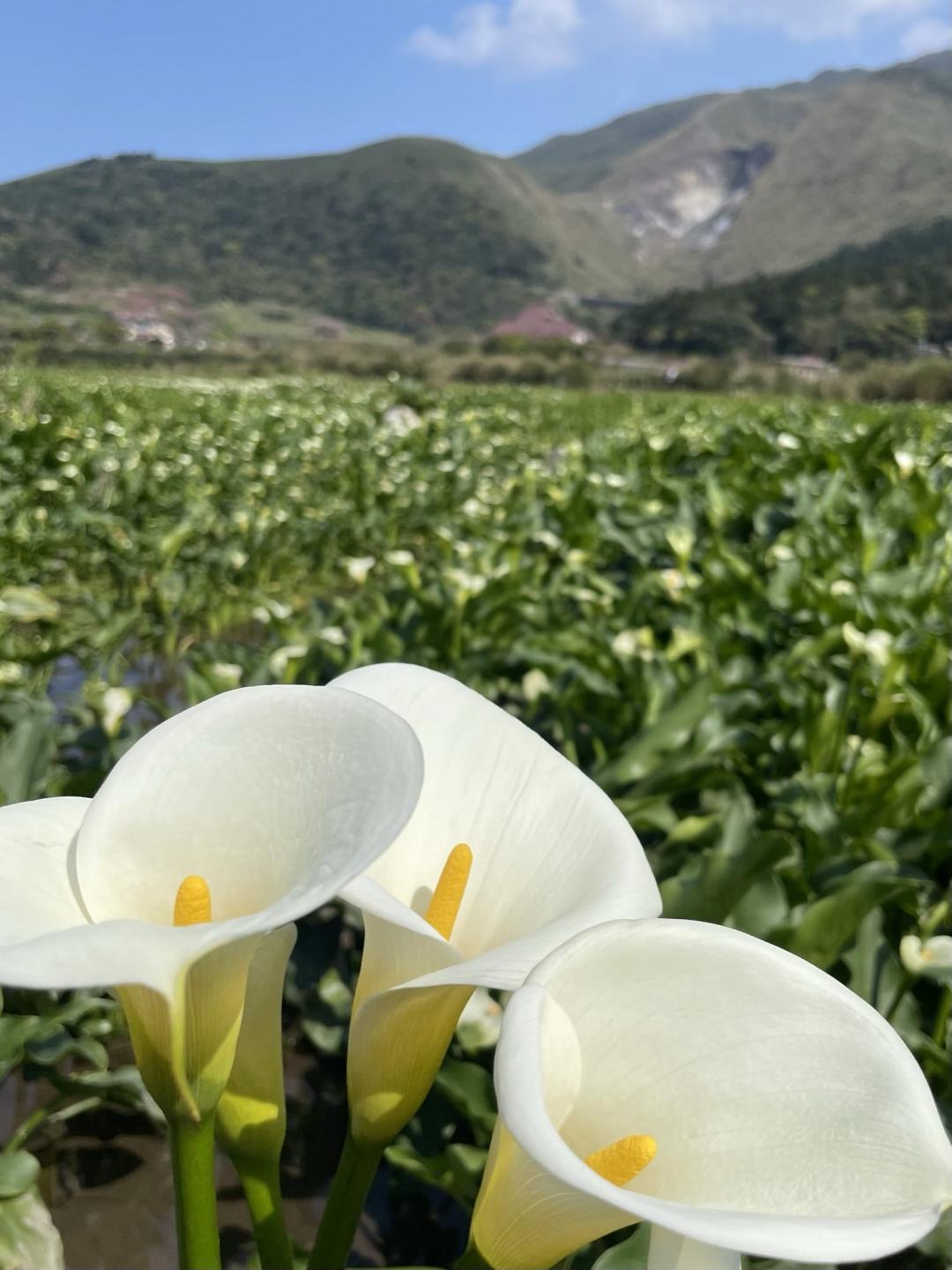 近賞海芋花遠眺小油坑。（圖／北市政府工務局提供）