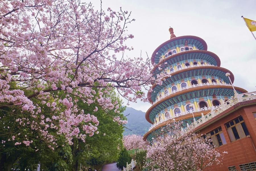 東方寺廟建築搭配繽紛花景很唯美。（圖／新北市景觀處提供，圖為往年花況）