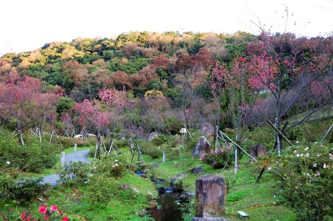 陽明公園櫻花溪流區。（圖／北市工務局提供）