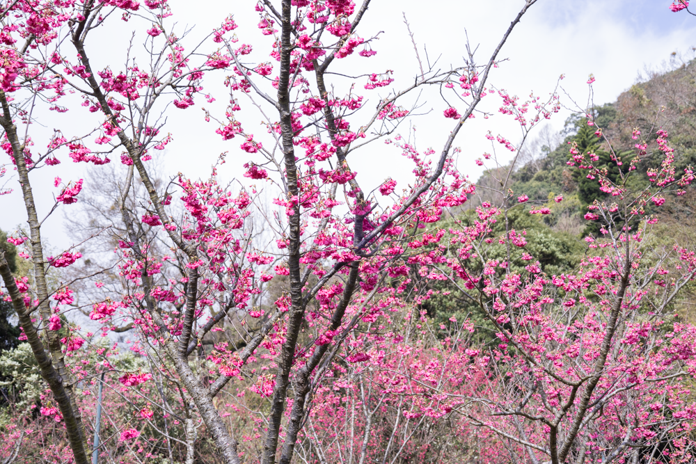 2022陽明山花季為期一個月登場，可以欣賞各種品種的櫻花海。（圖／北市工務局提供）