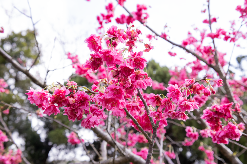 八重櫻也迎來最佳花況，因花瓣密集重疊而得名。（圖／北市工務局提供）