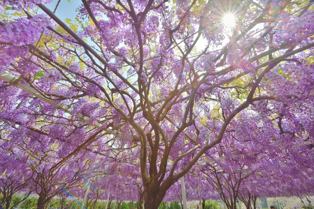 現場購票即可入園賞花，每人收300元清潔費。（圖為去年花況，翻攝自淡水紫藤咖啡園粉專）