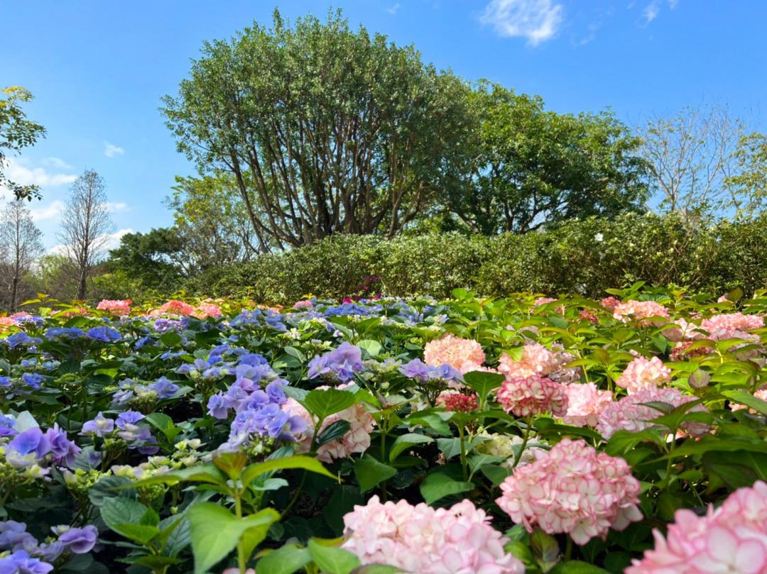 四種不同品系的繡球花爭艷迎春天。（圖／北市工務局提供）