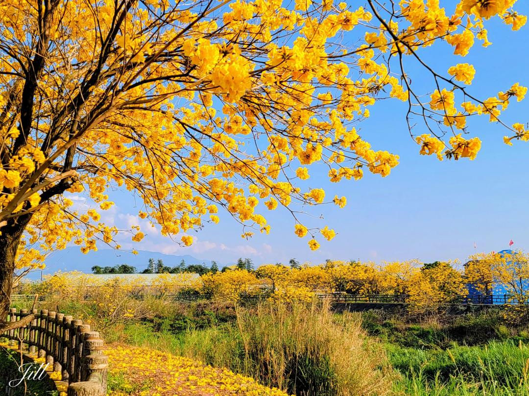 雲林開滿浪漫黃花，搭配河堤自然美景，鋪滿地面的黃金地毯十分亮點。（圖／攝影師廖千慧提供）