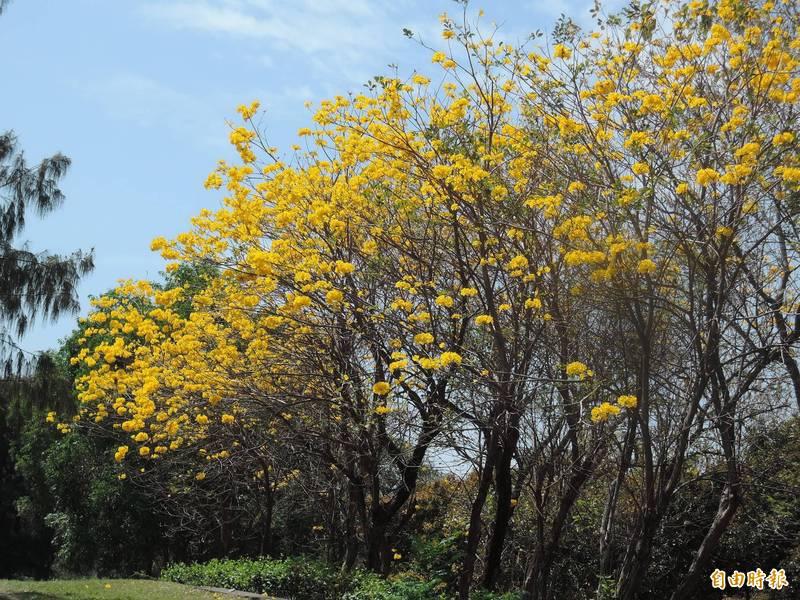 安平億載公園遍植黃花風鈴木，將近百棵花樹目前開約6成，吸引不少人前往拍照賞花。（圖／記者蔡文居攝）