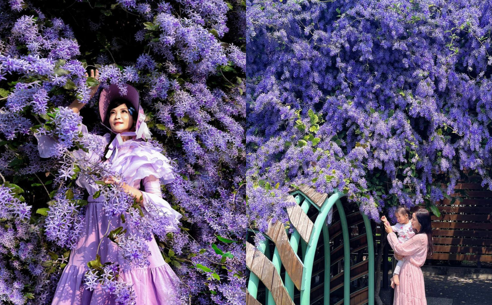全新「錫葉藤秘境」紫色花瀑滿炸！雲林親子園區還能免費賞花、看電影