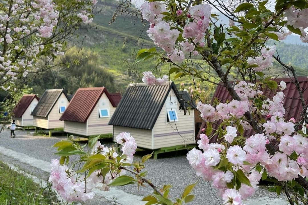 亞爸的山露營區四季擁有不同美景，花海環繞。（圖／奧丁丁提供）