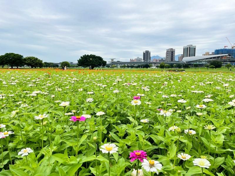 不同顏色百日草交錯其間，與水漾公園形成一幅夢幻畫作。（圖／新北市府高灘地工程處提供）