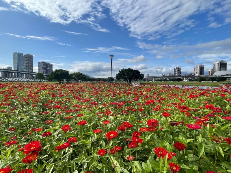 繽紛百日草花海綻放中，5月底至6月底迎來最佳觀賞期。（圖／新北市府高灘地工程處提供）