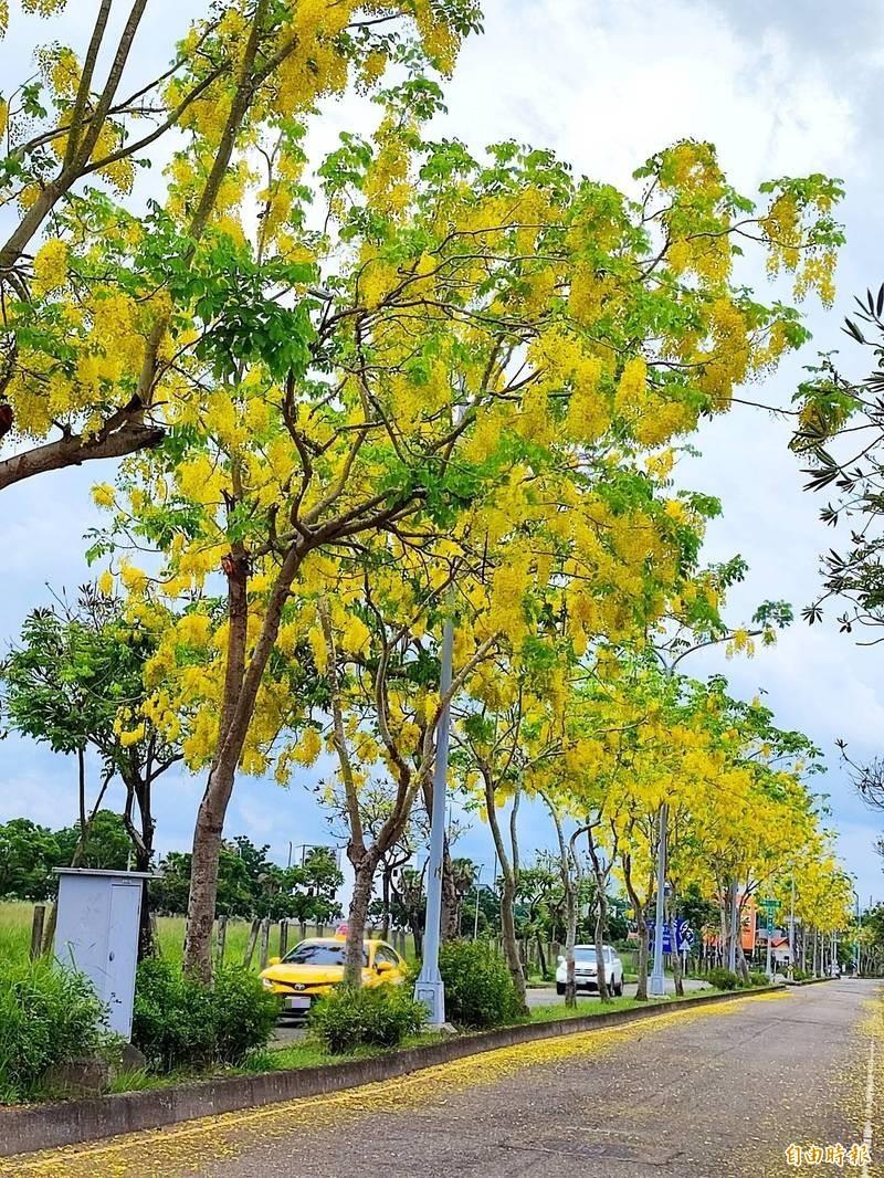 台南高鐵阿勃勒花季登場，枝頭一片金黃。（圖／記者吳俊鋒攝）