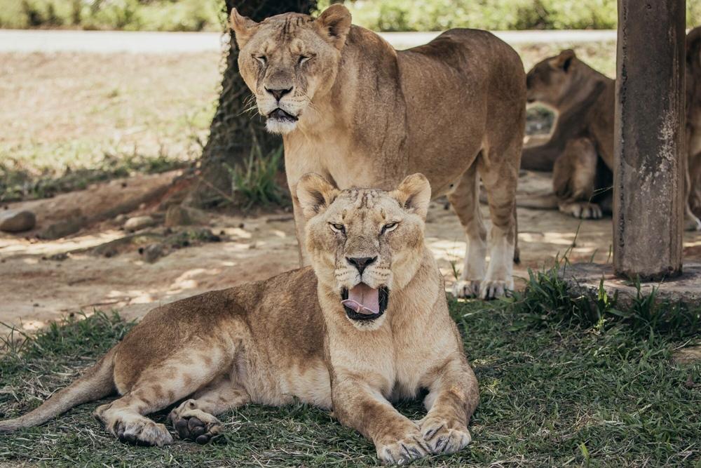 高雄壽山動物園10月開園迎新！六福村非洲獅、孟加拉虎、野牛移居新家