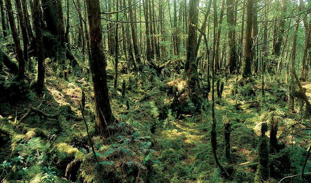 翠峰湖環山步道沿線地面被苔蘚包覆，彷彿鋪上天然吸音泡棉。（圖由羅東林管處提供）