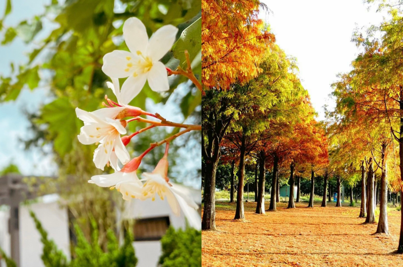 夏季賞桐花、秋冬看落羽松林浪漫變色。（圖／翻攝自ARCADIA覓秘午憩官網）