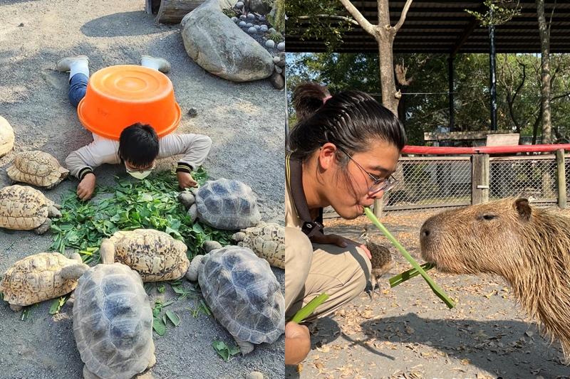 動物保育員蓋上水桶和照顧的陸龜一起拍照，為宣傳動物變裝遊行拚了。（圖／頑皮世界提供）