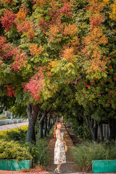 欒樹紅、黃、綠的色彩，交織成一片美景。（圖／旅行好有趣提供）