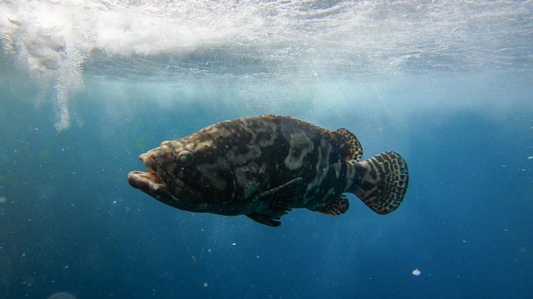 海上箱網養殖的龍膽石斑魚，搶攻高階市場，適合當成生魚片、日料的食材。（圖／屏東優質水產合作社提供）