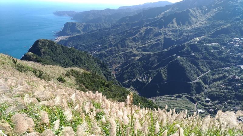 九份山城翻飛芒草花穗搭配層層疊疊山巒海岸令人驚豔。（圖／新北觀旅局提供）