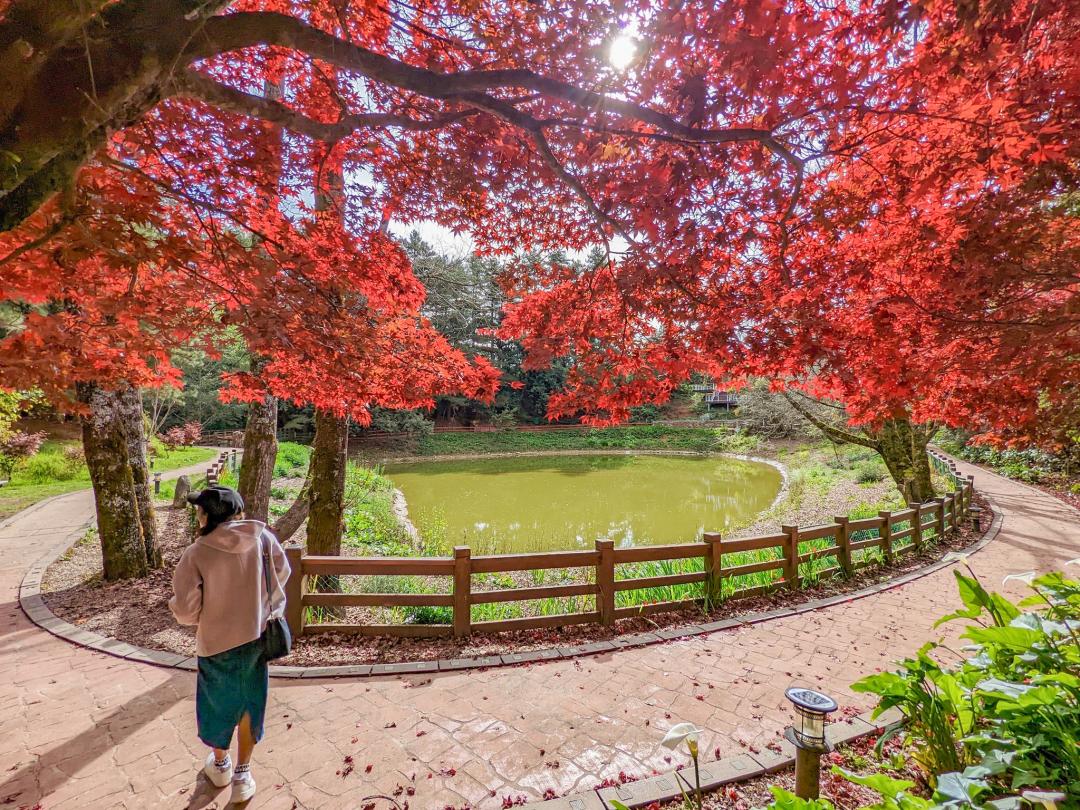 福壽山農場鴛鴦湖畔楓葉紅的正美。（圖／翻攝自福壽山農場FB）