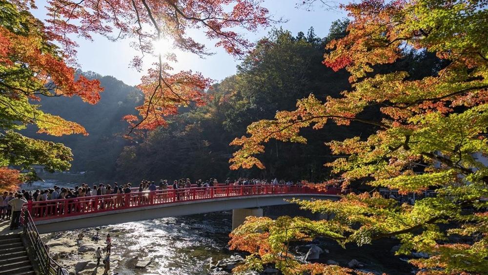 TOYOTA故鄉「櫻花紅葉奇蹟同框」！日本愛知縣豐田市６大療癒景點玩透透