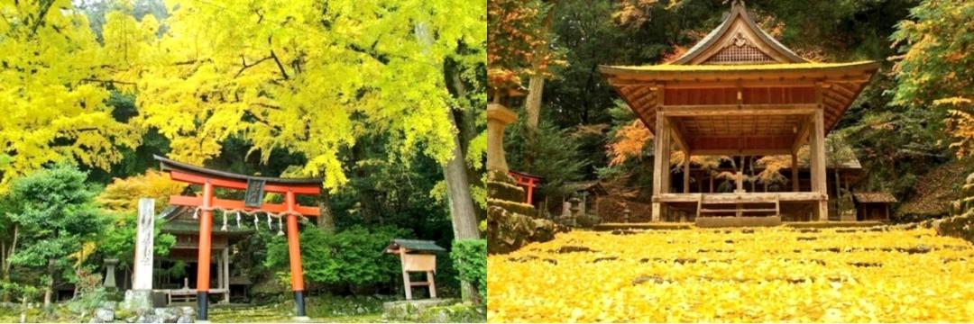 內行人才知道的銀杏名所「岩戶落葉神社」。（圖／京都市台灣推廣事務所、©︎MKメディア提供）