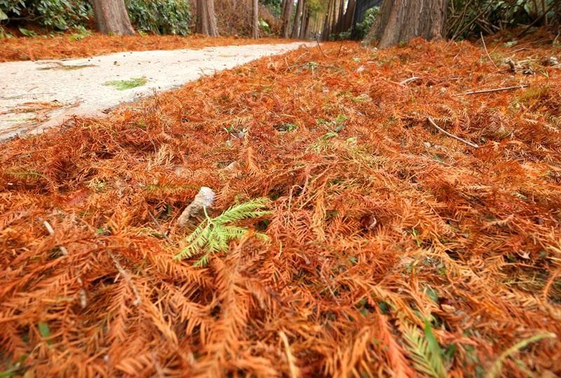 隨著天氣越冷、變紅的落羽松飄落在地，有如紅毯一般。（圖／本報資料照）