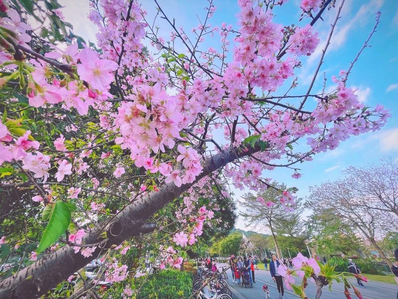 新店陽光運動公園櫻花綻放，與河津櫻來場浪漫邂逅。（圖／新北市政府高灘地工程管理處提供）