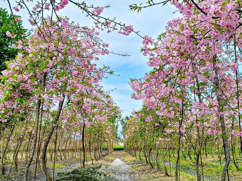 樹枝垂下的櫻花像櫻花瀑布般夢幻。（圖／宜蘭ㄚ欣的美食日誌提供）