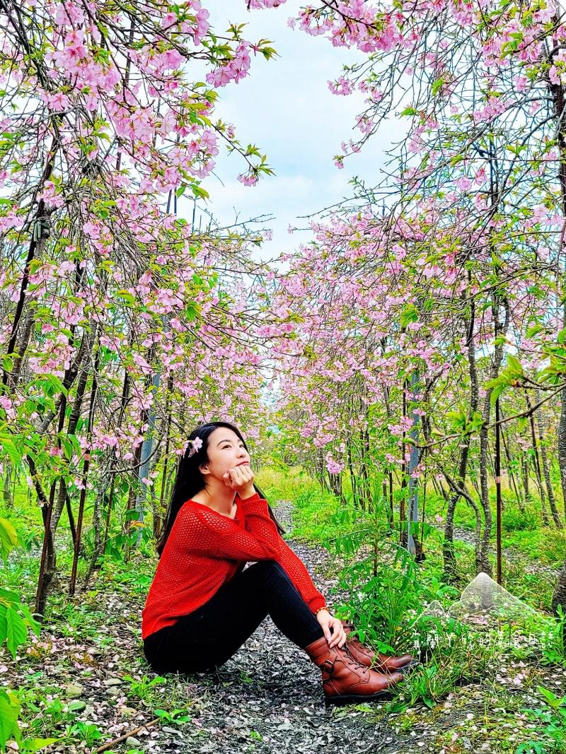 免跋山涉水，就能在宜蘭平地拍到粉色櫻花林，今年底園區將移走全部的櫻花林。（圖／宜蘭ㄚ欣的美食日誌提供）